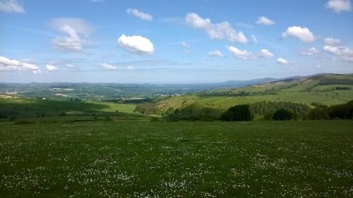 a green field of grass with white flowers on it at Plas yn Yale with mountain views from all windows in Wrexham