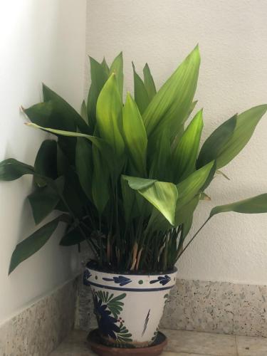 a plant in a pot sitting on a table at CASA AYARAN in Baeza