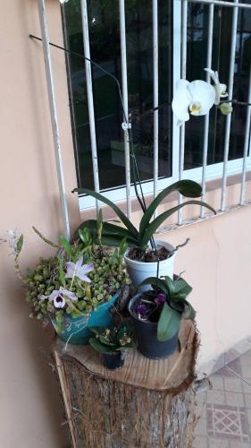 a planter with flowers and plants on a window sill at Chácara de Temporada - Mairiporã in Mairiporã
