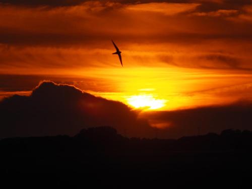 a bird flying in front of a sunset at BenB Zuidoord in Zuidland