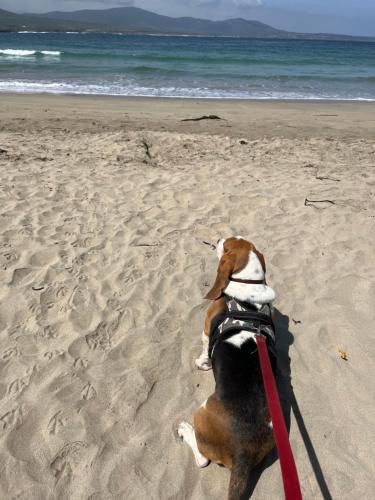a brown and white dog sitting on the beach at Primavera y dias de sol en Cabaña Roscoe's Paradise Playa Los Molles- 2 -3 personas in Los Molles