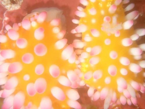 大島にある癒楽 伊豆大島のギャラリーの写真