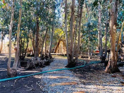 a log cabin in the woods with a green hose at Bosques del Paico in El Monte