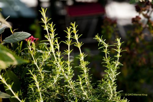 a plant with green leaves and a red flower at Landhaus Gritschacher in Sankt Peter in Holz