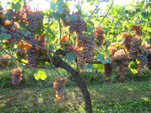 a bunch of grapes hanging from a tree at Apartment at Agroturizam OPG Kovacevic in Daruvar
