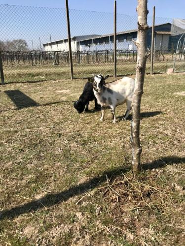 two cows laying in a field next to a fence at Agriturismo Tiare dal Gorc in Gorgo