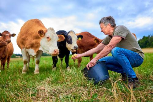 un homme qui s'agenouille dans un champ avec deux vaches dans l'établissement Flair Hotel Werbetal, à Waldeck