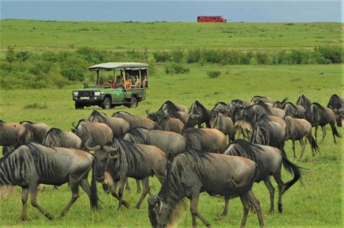 a herd of animals walking in a field with a safari at Castel Mara Camp in Masai Mara