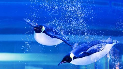 two penguins are flying in the water at Holiday Inn Shanghai Dishui Lake by IHG in Nanhui