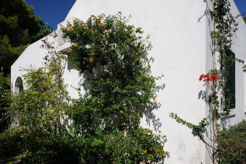 an orange tree in front of a white building at Baia Degli Aranci Suite & Apartments in Vieste