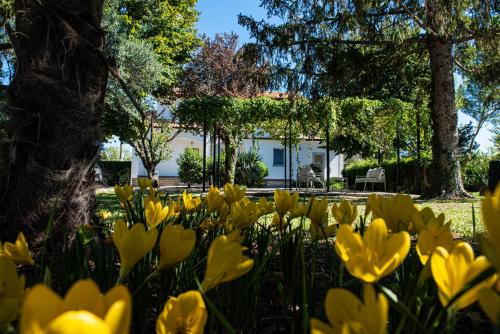 a field of yellow flowers in front of a house at Terre Etrusche Guest House-Terme -3 minuti da Viterbo centro in Viterbo