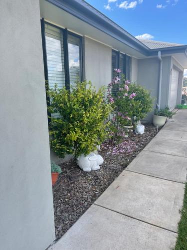 a house with potted plants next to a sidewalk at Gibbagunyah Manor Coal & rail workers etc Only in Muswellbrook