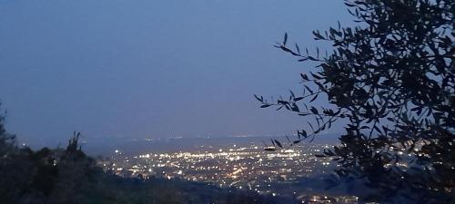 a view of a city at night with a tree at PETTOCANNELLA in Massa e Cozzile