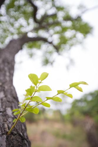 a green plant growing on the side of a tree at umVangati House in Hoedspruit