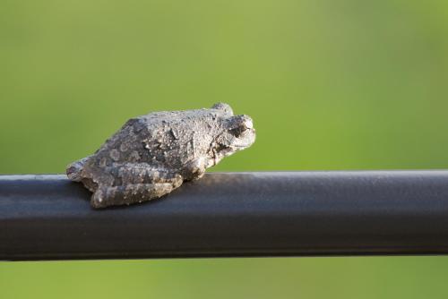 a small frog sitting on top of a metal pole at umVangati House in Hoedspruit