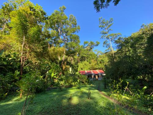 ein kleines Haus mit rotem Dach in einem Wald in der Unterkunft Casa Bolita in Dos Brazos