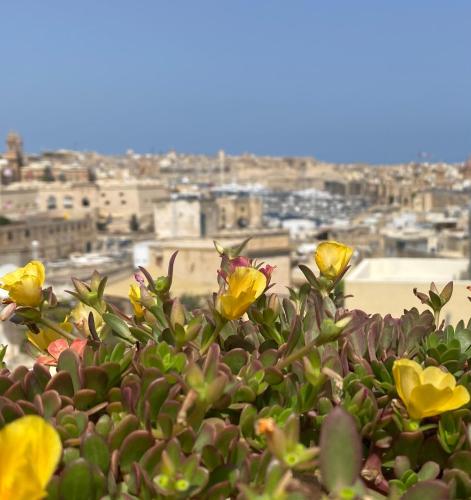 a group of yellow flowers sitting on top of a plant at Casa Maria Tereza in Cospicua