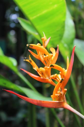 Giardino di Cabinas Tortuguero