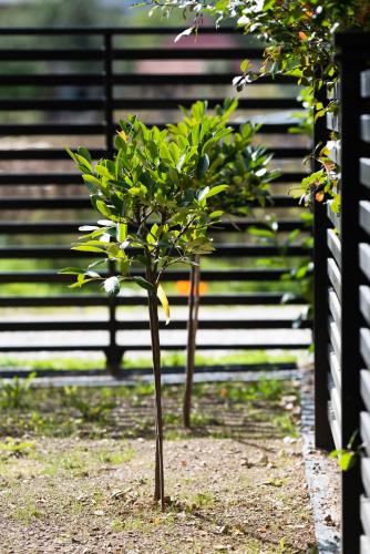 a small tree in front of a black fence at Villa Inverno & Spa in Kolašin