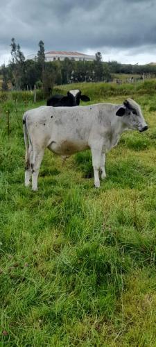 two cows standing in a field of grass at Cabañas Casa Campo Guatavita in Guatavita
