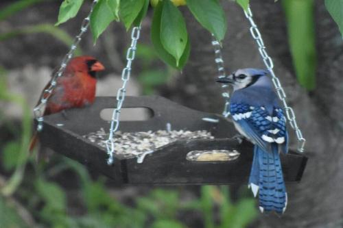 a blue bird sitting on a bird feeder at Cozy Suite with HOT TUB & Highspeed Internet in Grimsby