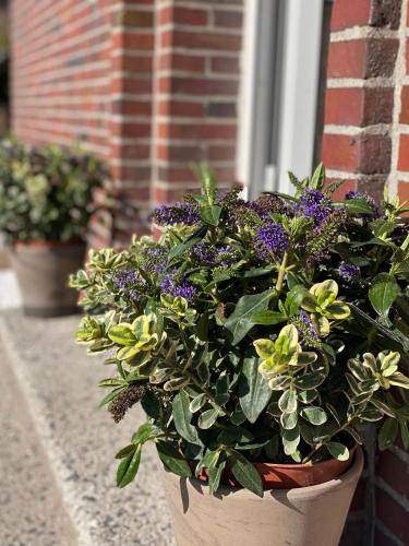 a potted plant with purple flowers on a window sill at FRIESENHÜTTE NORDDEICH in Norddeich