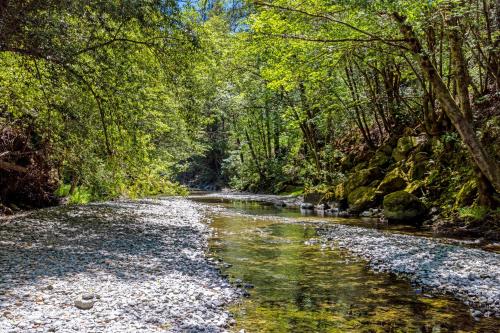 a river in the middle of a forest at Caz Cabin 6 in Cazadero