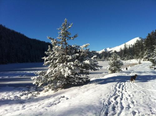 a dog walking in the snow next to a tree at Riatschhof in Nauders