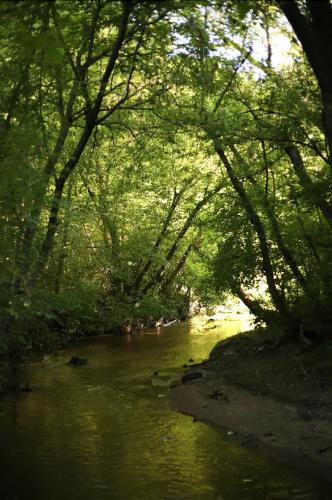 a river with trees on the side of it at Colorado Glamping in Montevideo