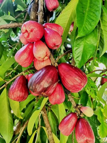 a bunch of red fruits on a tree at Mira Olas Cabins in Pavones