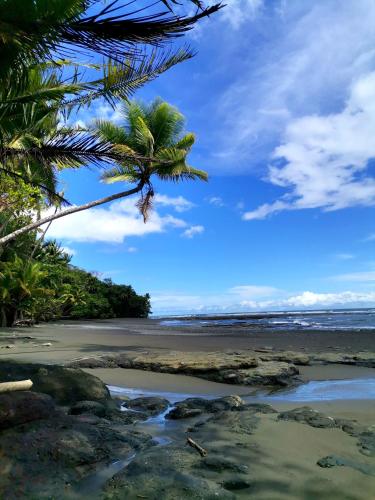 a beach with a palm tree and the ocean at Mira Olas Cabins in Pavones