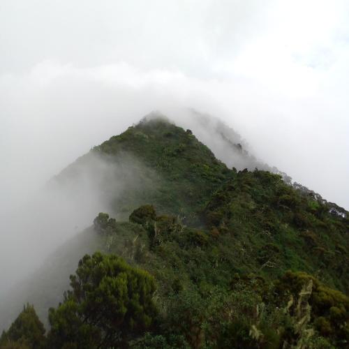 a mountain covered in fog with trees on it at Santaviva Hotel in Kisoro