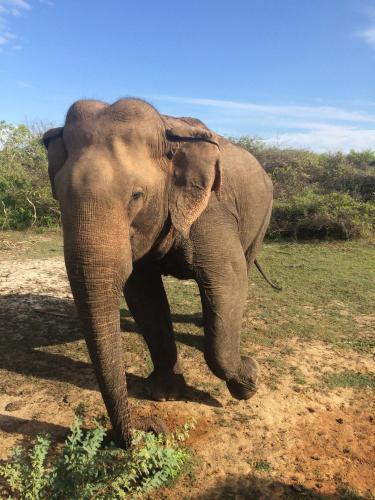 an elephant walking in a field with its trunk at Shangri-Lanka Village in Tissamaharama