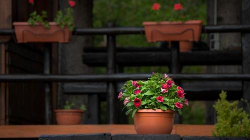 a group of potted plants sitting on a table at Tree House Gorski Lazi in Tršće