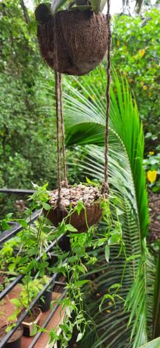Un jardín fuera de Bageecha B&B- Vaayu