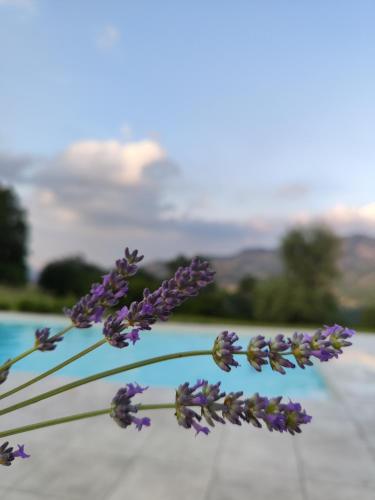 a bunch of purple flowers in a vase at Il Torrione del Trebbia in Bobbio
