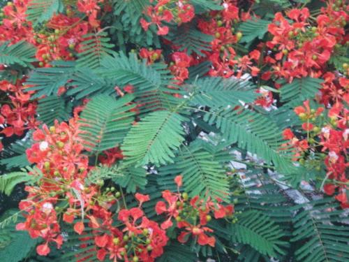 Un jardín fuera de Pousada 7 Mares