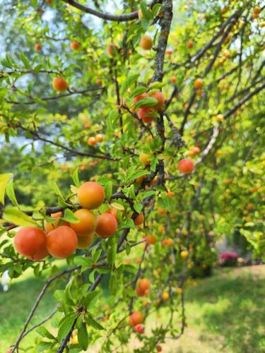 a bunch of oranges hanging from a tree at Il Torrione del Trebbia in Bobbio