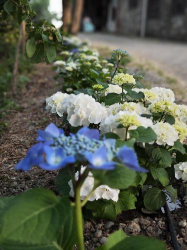 a row of white and blue flowers in a garden at Il Torrione del Trebbia in Bobbio