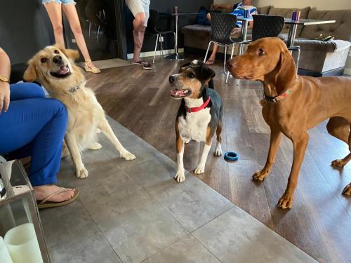 three dogs sitting on the floor in a room at Margaréta Garden & SPA in Eger