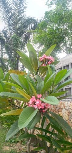 Vườn quanh Cewin's Homestay