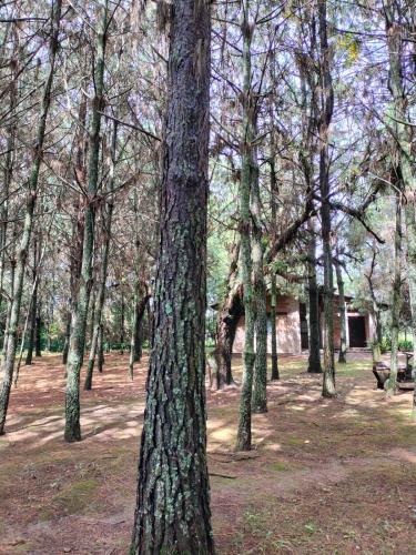 a group of trees in a park at Cabañas y habitaciones Los Cedros in Zacatlán