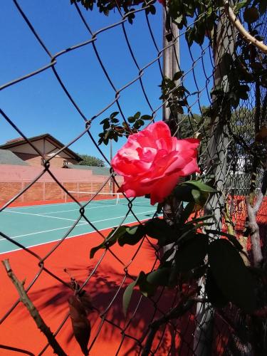 a pink rose behind a fence with a tennis court at BauHouse Comfort Suites Asuncion in Asuncion