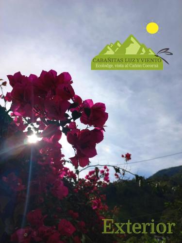 a bunch of pink flowers with the sun in the sky at Cabaña LuzMi Cocorná in Cocorná