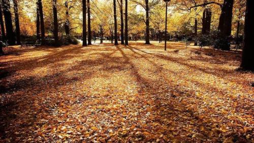 a field of leaves on the ground in a park at Crowne Plaza Canberra by IHG in Canberra