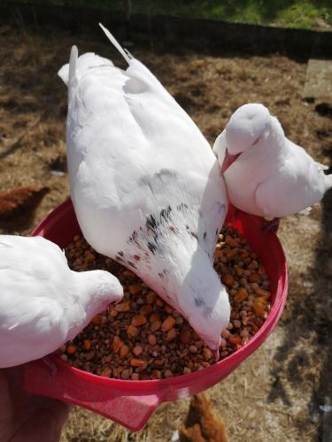 two birds eating food from a bowl of beans at Domaine de la Borde in Damparis