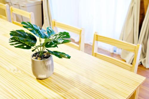 にらい恩納　杉の木