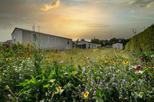 a field of flowers in front of a house at Vakantiepark duinzicht in Koudekerke