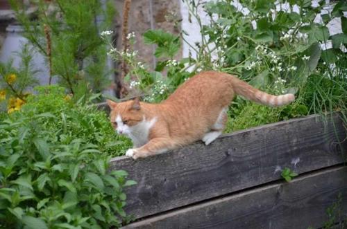 een oranje en witte kat op een houten rand bij Hof Rossruck in Fischbachau