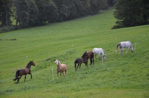 un gruppo di cavalli al pascolo in un campo di Hof Rossruck a Fischbachau